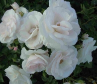 Rosa Aspirin Rose®(Blote wortel)