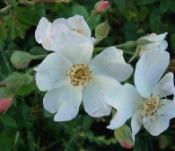 Rosa Kathleen (Blote wortel)