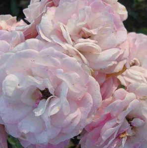 Rosa Pink Prosperity