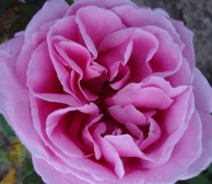 Rosa Liparfum (Blote wortel)