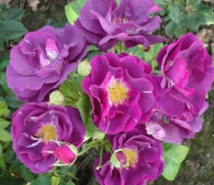 Rosa Rhapsody in Blue (haagroos)(Blotewortel)
