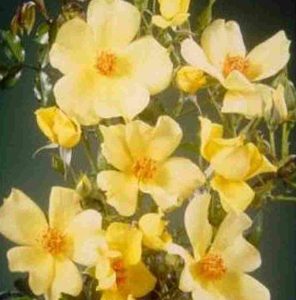 Rosa Fruhlingsgold