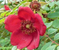 Rosa Moyesi (Container 3l)