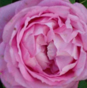 Rosa Mister John Laing (haagroos)
