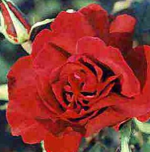 Rosa Etoile De Hollande Climber