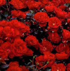 Rosa Crimson Showers