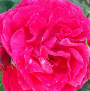 Rosa Red New Dawn climber