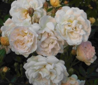 Rosa Ghislaine de Feligonde (Blote wortel)