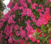 Rosa Super Crimson Rambler (Blote wortel)