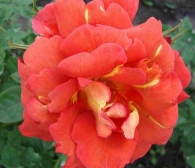 Rosa Arielle Dombasle®(Blote wortel)