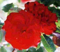Rosa Treurstamroos Royal Show®(Blote wortel)