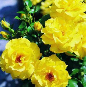 Rosa Friesia Climber®