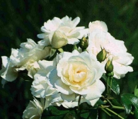 Rosa Schneewittchen®(Blote wortel)