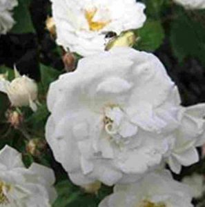 Rosa Neige D'Avril