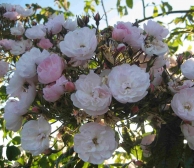 Rosa Paul's Himalayan Musk (Container 3l gestokt 60-70 cm)