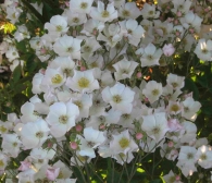 Rosa Toby Tristam (Blote wortel)