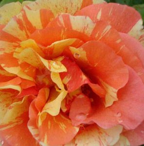 Rosa Sorbet Fruite®