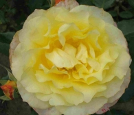 Rosa Sunny Sky®(container)