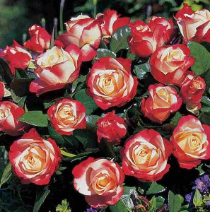Rosa Nostalgie®(Blote wortel)
