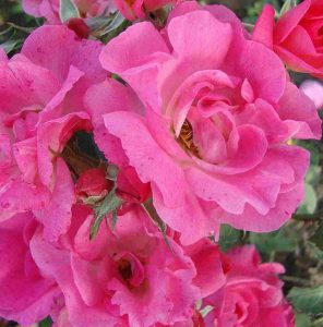 Rosa Ville du Roeulx