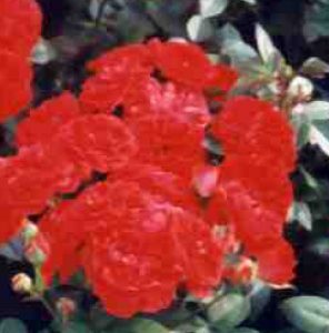 Rosa Orange Meillandina®