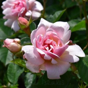 Rosa Félicia (Blote wortel)