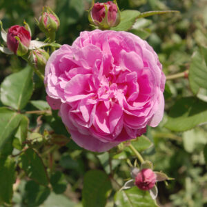 Rosa Louise Odier (haagroos)(Container 3l)