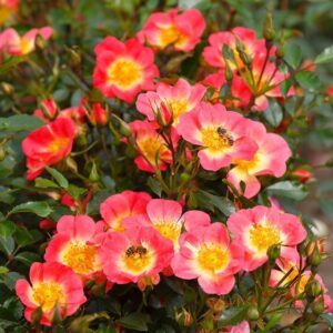 Rosa Bijenweelde®Bicolor - Abrikoos (Container 1,5l