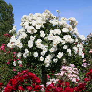 Rosa treurstamroos Schneeköningin®(Container 10l) 140 cm