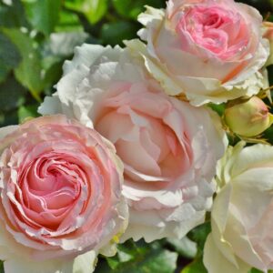Rosa Eden Rose Climber® (= Pierre De Ronsard)(Blote wortel)