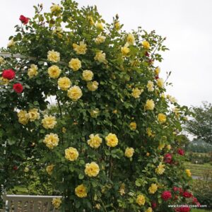 Rosa Gold Bunny Climber® (=Rimosa) (Blote wortel)