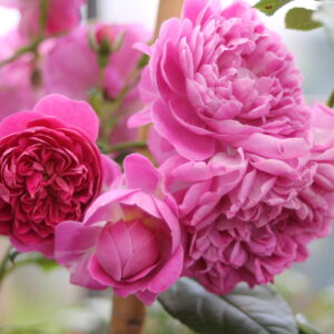 Rosa Treurroos Starlet Melina (R) (Blote wortel)