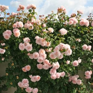 Rosa Rose De Tolbiac (R) (Blote Wortel)