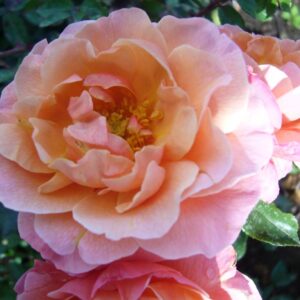 Rosa Stamroos Marie Curie®(Blote wortel)