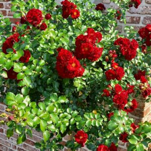 Rosa Treurstamroos Red Fire (R) ( Blote wortel)