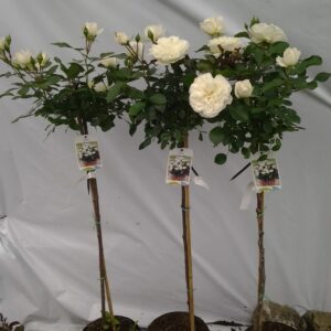 Rosa stamroos White Meidiland (R) (Container)