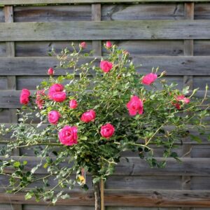 Rosa treurstamroos Rody®(Blote wortel)