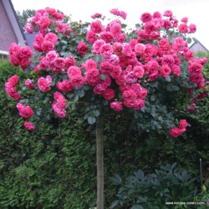 Rosa Treurstamroos Rosarium Uetersen®(Blote wortel)