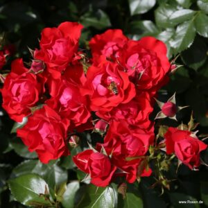 Rosa Stamroos Black Forest (R) (Blote wortel)