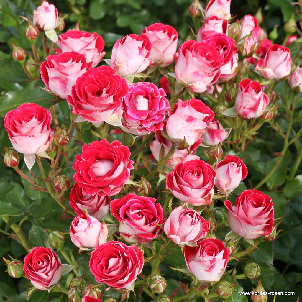 Rosa Stamroos Schone Koblenzerin (R) (Blote wortel) - Afbeelding 2