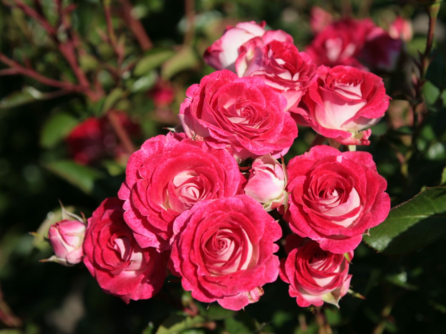Rosa Stamroos Schone Koblenzerin (R) (Blote wortel)