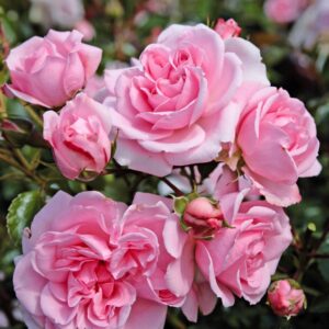Rosa Home Und Garden (R) (Blote Wortel)