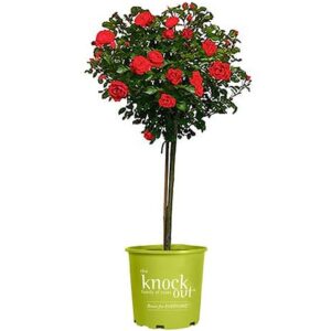 Rosa Stamroos Red Drift (R) (Blote wortel)