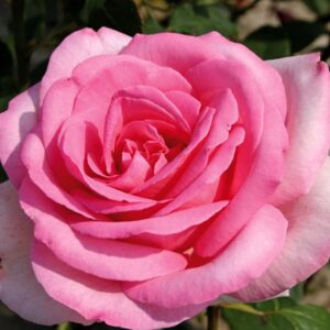 Rosa Sweet Parole (R) (Container)
