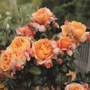 Rosa Stamroos Capri (R) (Blote Wortel)