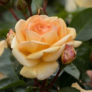 Rosa Circle Of Live (R) (Blote wortel)
