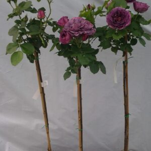 Rosa Stamroos Minerva (R) (Blote wortel)