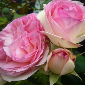 Rosa Eden Rose®(Blote wortel)