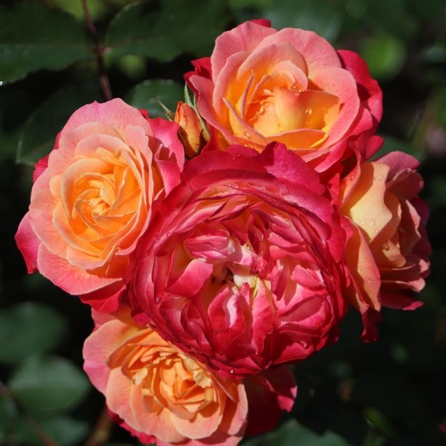 Rosa Tucan (R) (Blote Wortel) - Afbeelding 2