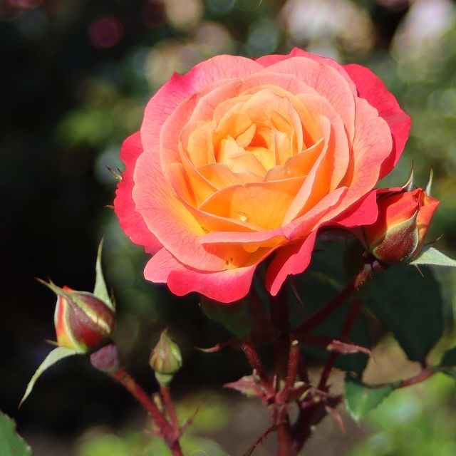 Rosa Tucan (R) (Blote Wortel)